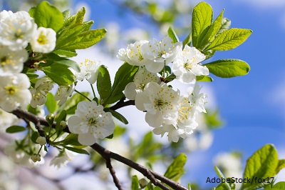 Spring Clean Your Diet